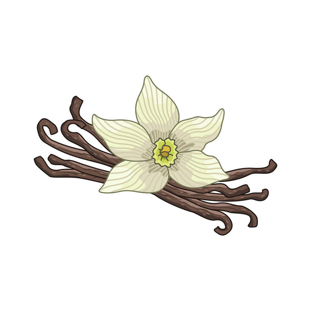 Illustrazione botanica a colori vettore vaniglia
 - Vettoriali, immagini