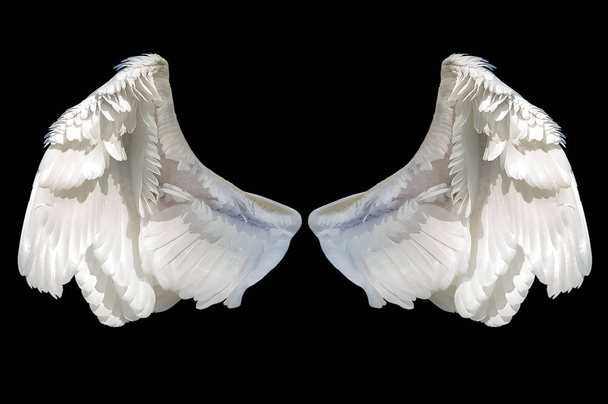 white angel wings - Photo, Image