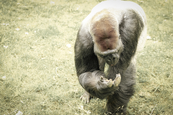 Gorilla - Foto, afbeelding