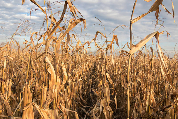 Agricultural field with corn autumn. Corn Field autumn.  - Fotoğraf, Görsel