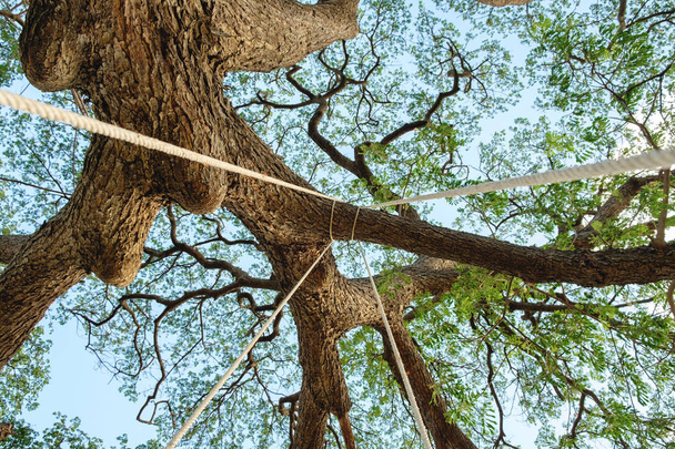 Look up perk tree - Photo, Image
