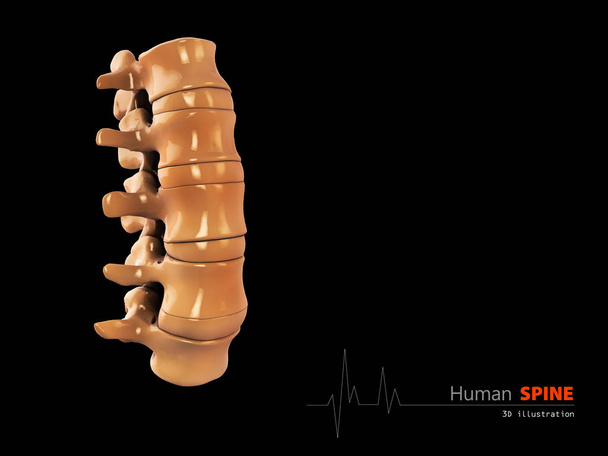 3D απεικόνιση της ανθρώπινης σπονδυλικής στήλης αφηρημένη επιστημονικό υπόβαθρο - Φωτογραφία, εικόνα