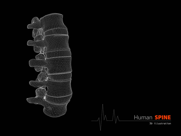 3d Illustration of Human spine abstract scientific background - Photo, Image