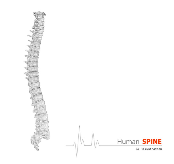 3D illüstrasyon insan omurga bilimsel arka plan - Fotoğraf, Görsel