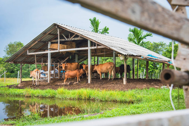 stalla di mucca in Thailandia, Asia
 - Foto, immagini