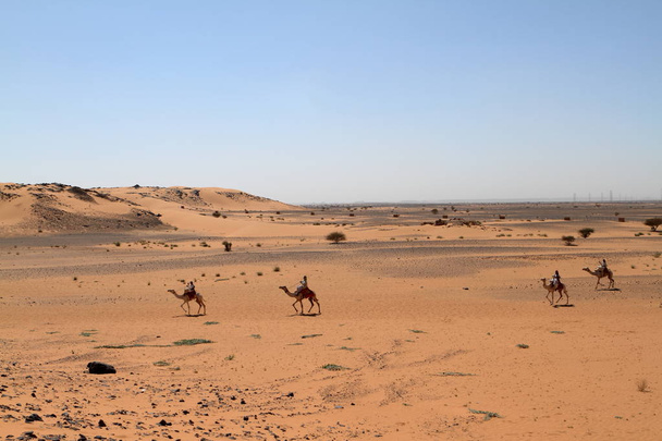 Karavan na Sahaře ze Súdánu blízko Meroe - Fotografie, Obrázek