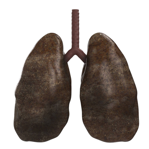 black lungs  isolated on white - Photo, Image
