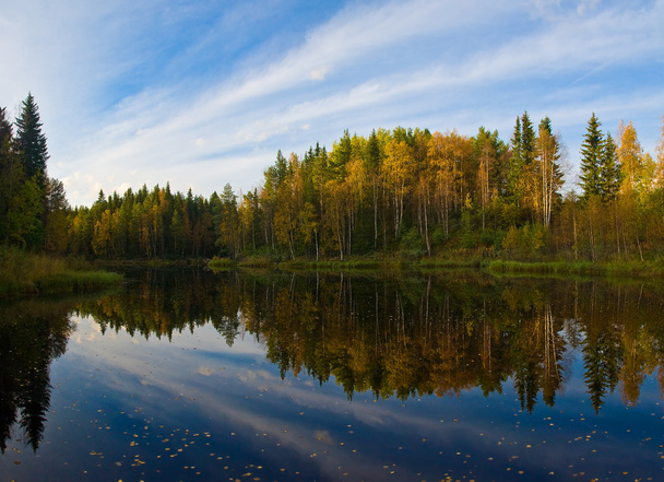 美しい秋の森 - 写真・画像