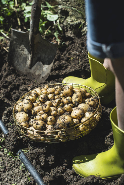 Woman harvest potatoes in the garden  - Fotó, kép
