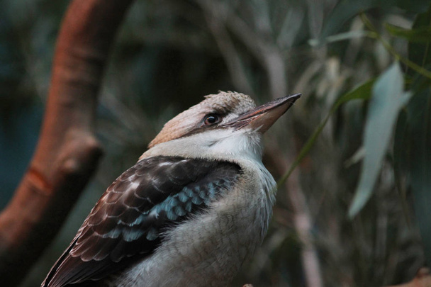de Australische lachen Kookaburra zat  - Foto, afbeelding