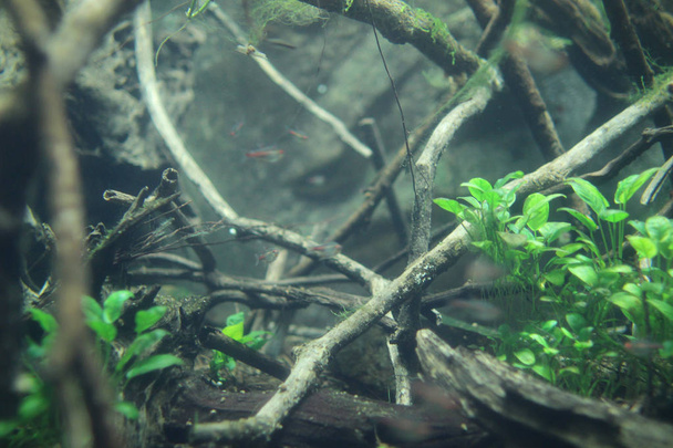акваріумі Дощового лісу
  - Фото, зображення