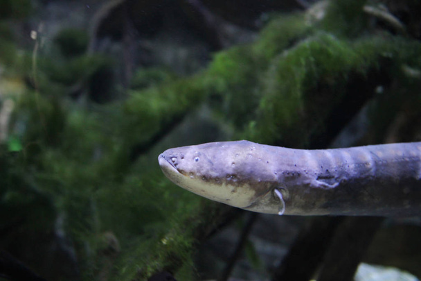 la anguila eléctrica Electrophorus electricus
 - Foto, imagen