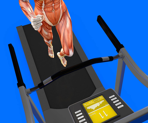 Людське тіло, жінка біжить, м'язова система, бігова доріжка, спортзал, гімнастика
 - Фото, зображення