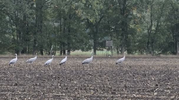 Campo com aves guindastes durante a migração de outono no campo de milho descansando. tempo chuvoso
. - Filmagem, Vídeo