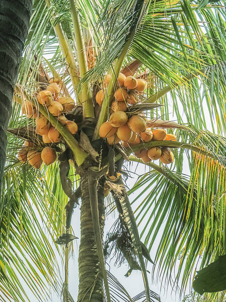 Bündel Kokosnussfrüchte, die auf dem Baum wachsen. - Foto, Bild