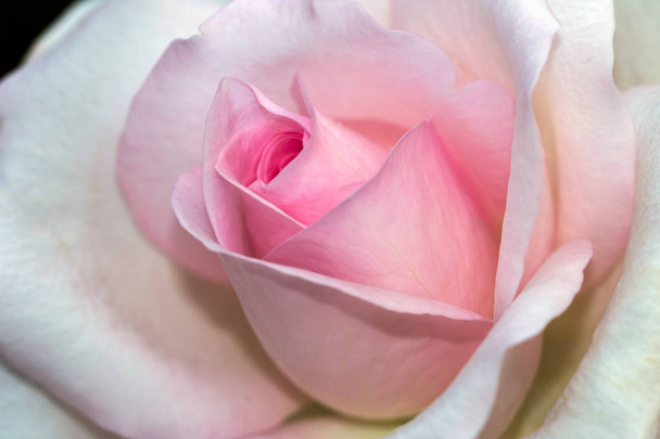Pastell-Polaris-Rose - Foto, Bild
