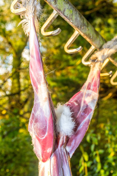 полював на європейського коричневого зайця шкури і його очищають від поля
 - Фото, зображення