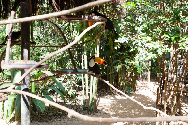 Птица Тукан на природе в Фос-ду-Игуасу, Бразилия
 - Фото, изображение