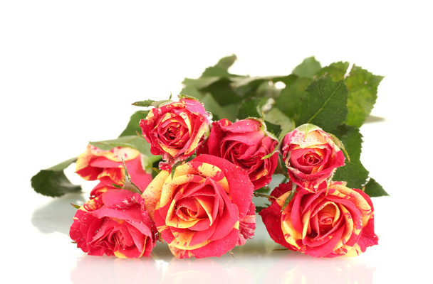 Beautiful red-yellow roses on white background close-up - Fotoğraf, Görsel