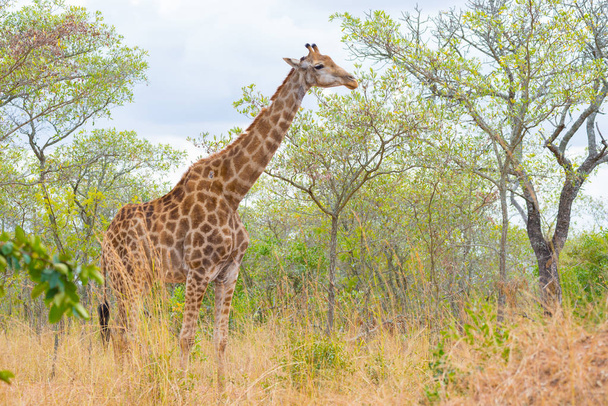 Profil żyrafa w buszu, Zamknij się i portret. Wildlife Safari w parku narodowym Krugera, głównym podróż przeznaczenia w Republice Południowej Afryki. - Zdjęcie, obraz