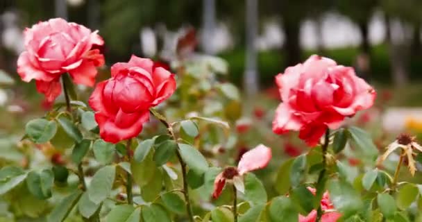 Dark pink-red roses in a garden of city park - Materiał filmowy, wideo