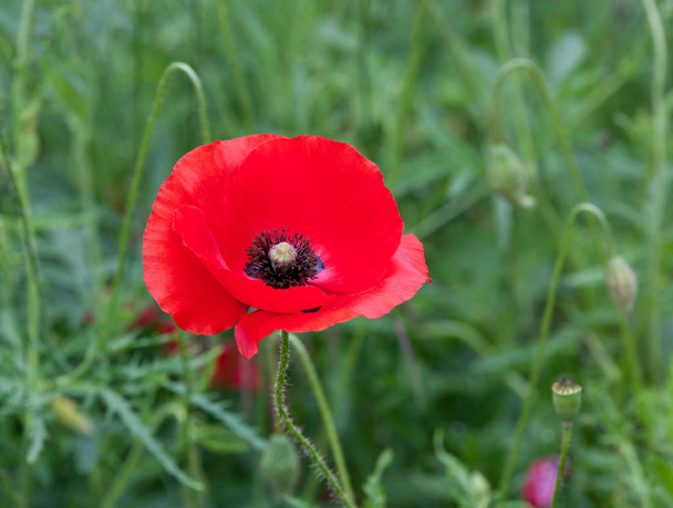 flor de amapola roja vibrante
 - Foto, Imagen