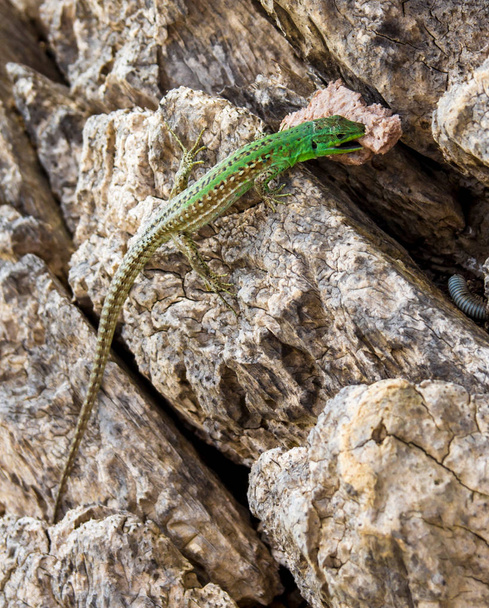 European green lizard scavenging food scraps - Photo, Image