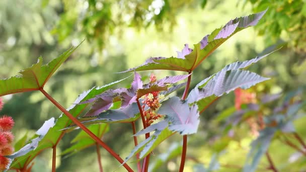 κόκκινα φύλλα από το φυτό καστορέλαιο, επιλεκτική εστίαση - Πλάνα, βίντεο