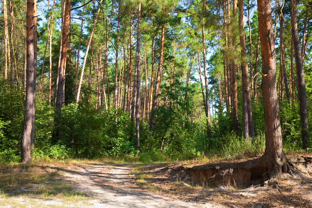 Pine forest road - Fotó, kép