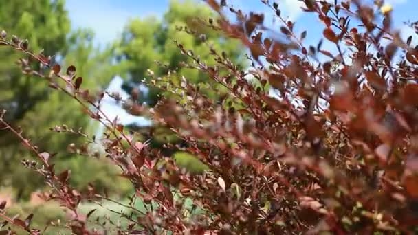 Beautiful brown leaves and bright sun over blurred background - Footage, Video