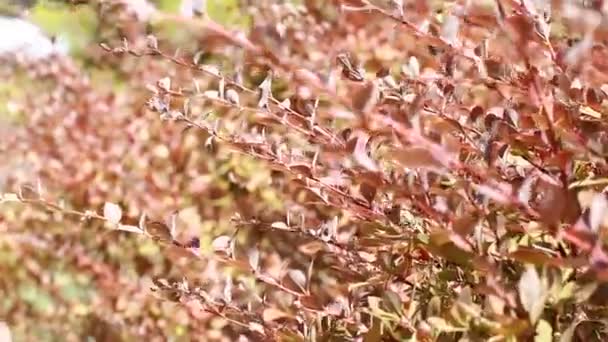 piękne brązowe liście i jasne słońce nad tło zamazane pole - Materiał filmowy, wideo