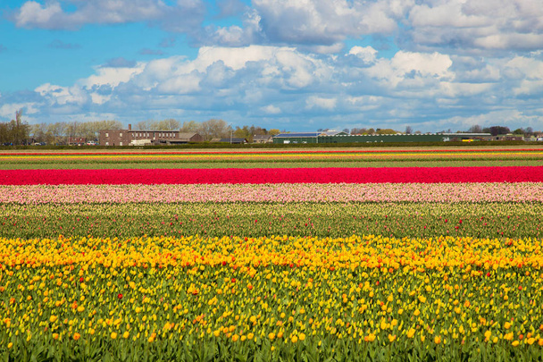 Campo di tulipani colorati, Paesi Bassi
 - Foto, immagini