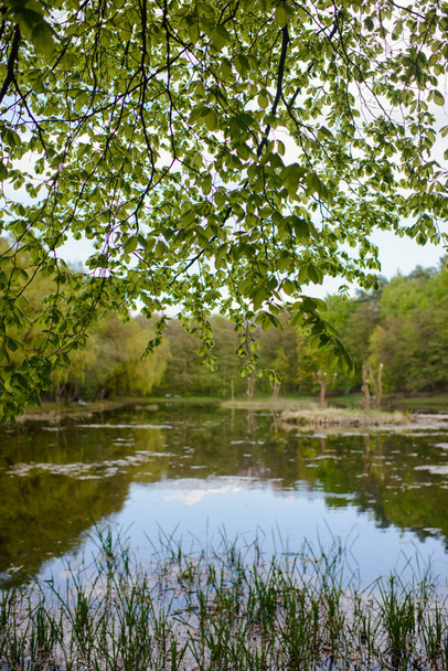 Spring Park. Lake in the spring park. Spring landscape. - Photo, Image