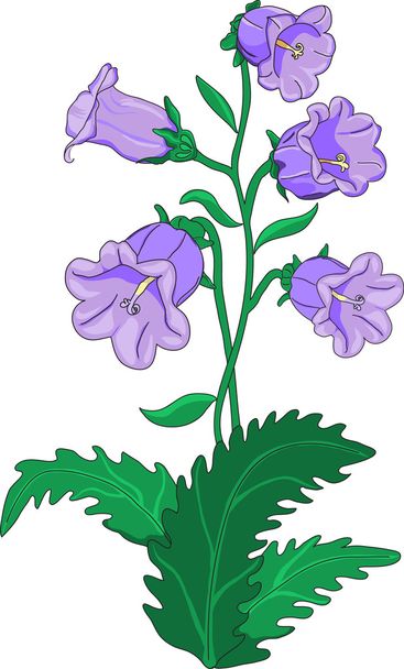 Bell-flower - Vektor, obrázek