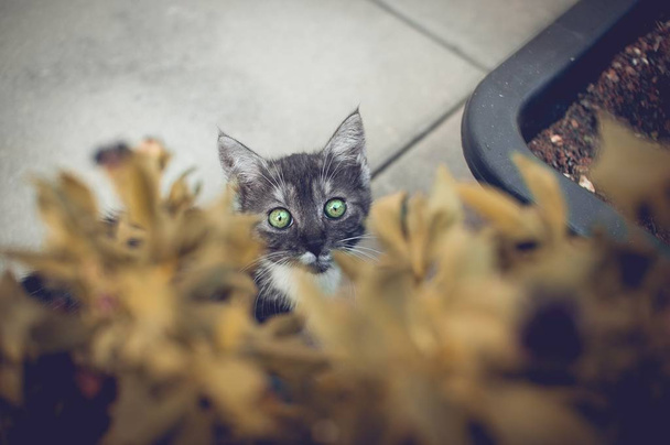 Kätzchen mit grünen Augen - Foto, Bild