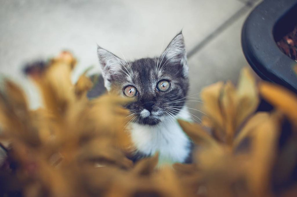 Gatito de ojos verdes
 - Foto, imagen