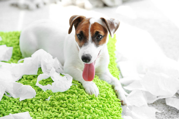Jack Russell Terrier mordre du papier à la maison
 - Photo, image