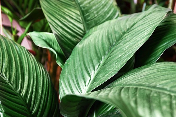 Plant with big green leaves, closeup - Zdjęcie, obraz