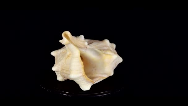 as conchas de molusco
 - Filmagem, Vídeo