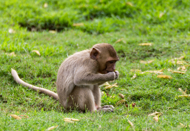 O bebê macaco
 - Foto, Imagem