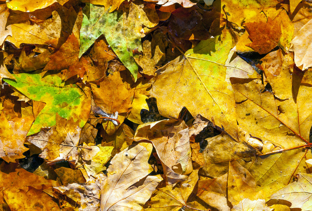gouden bladeren in de herfst op straat - Foto, afbeelding
