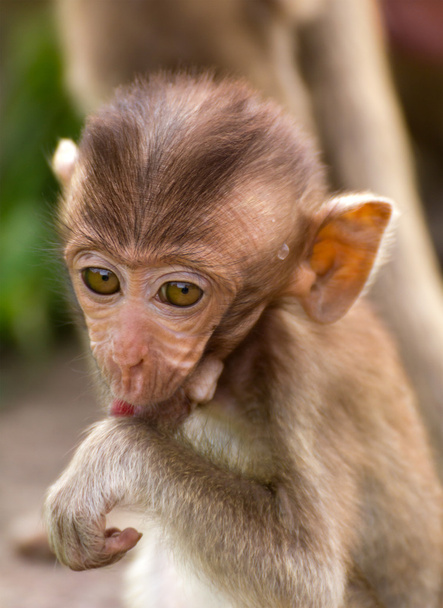 猿の赤ちゃん - 写真・画像