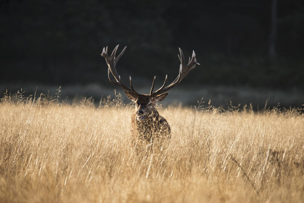 Majestátní jeleni jelena cervus elaphus řev v otevřených grasss f - Fotografie, Obrázek