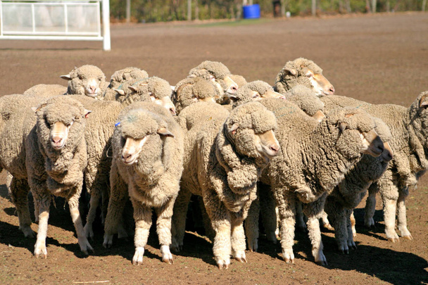 Στόκ εικόνων από πρόβατα - Φωτογραφία, εικόνα