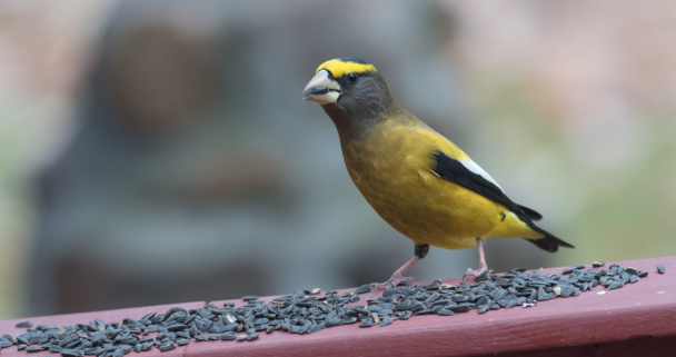 Yellow, black & white colored Evening Grosbeaks(Coccothraustes vespertinus) stop to eat where there is bird seed aplenty. - Photo, Image