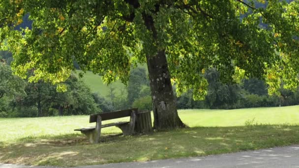 Park bench under lime-tree - Footage, Video