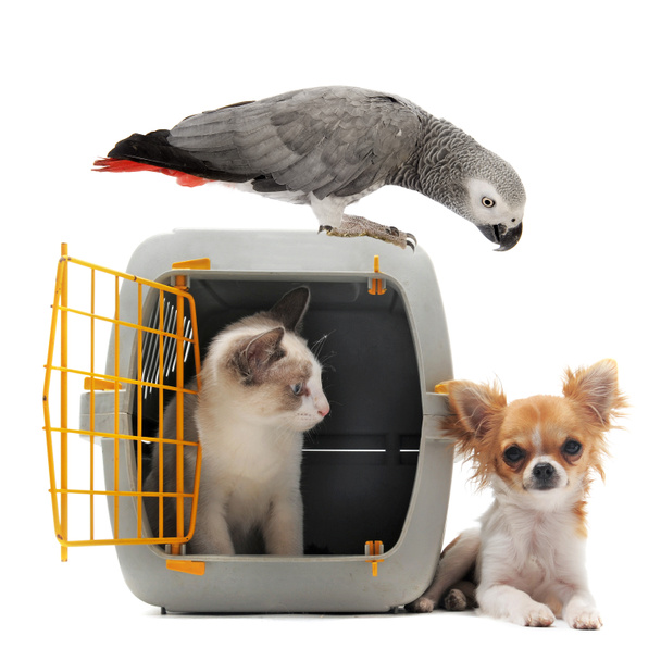 Katje in huisdier vervoerder, parrot en chihuahua - Foto, afbeelding