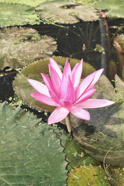 flor de loto en el estanque - Foto, imagen