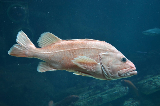 Big grouper underwater. Closeup view - Photo, Image