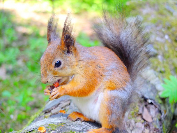 niedliches Eichhörnchen frisst eine Nuss, Herbstfell - Foto, Bild
